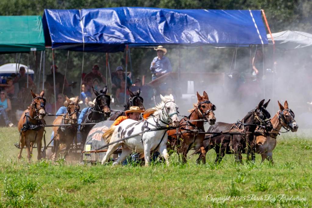 2025 Race Album| National Championship Chuckwagon Races | Bar of Ranch ...